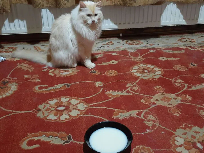 alt:a poto of me, ziggy, a smale wite and peech color cat on a red rug. there is a black saucer fill with wite tea. u canot smel it in the photer, but the tee is stinky smeling!