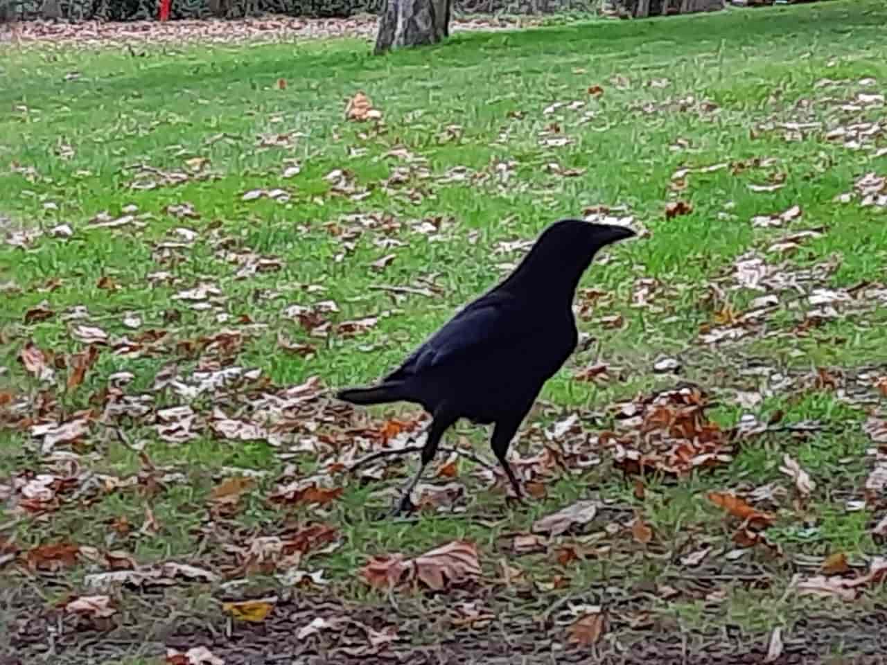 A slightly nervous-looking carrion crow.