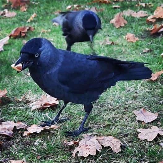 Close-up of a jackdaw holding a nut in its mouth.