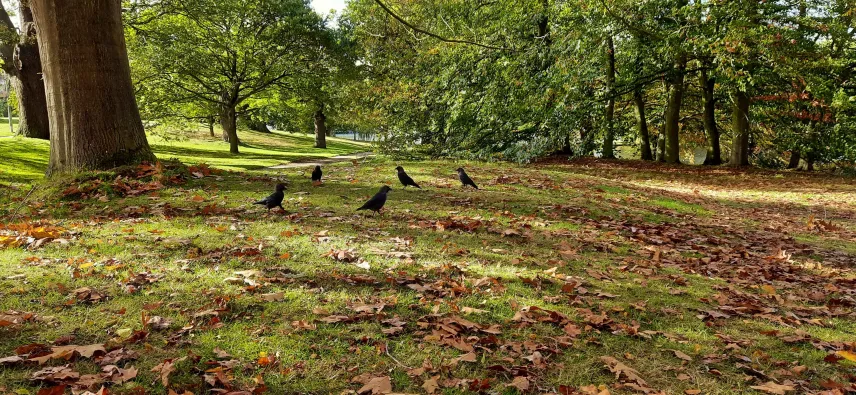 A few jackdaws on the ground in a beautiful autumnal park.