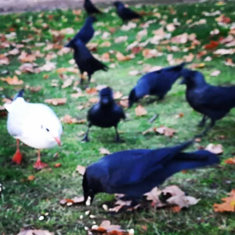 Some jackdaws, as well as a very ambitious little gull.