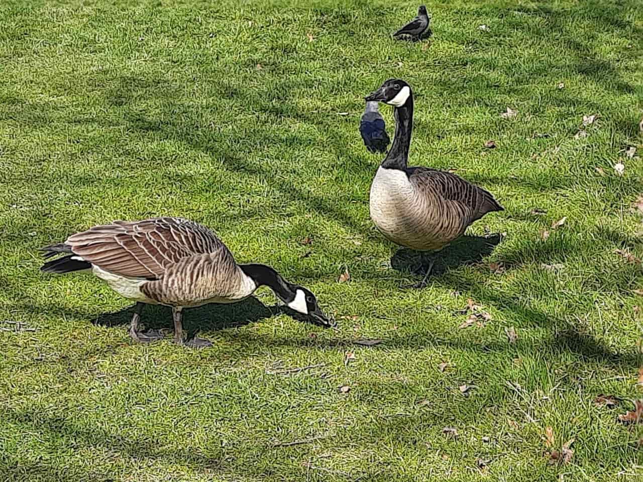 A pair of Canada geese looking devious.